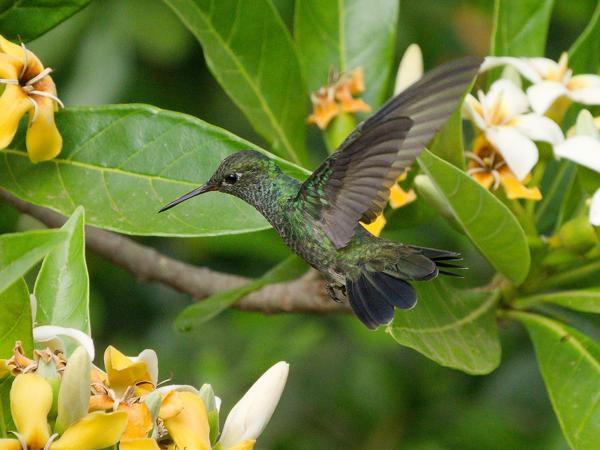 Franjeamazilia (Chionomesa fimbriata)